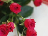新鲜的玫瑰花的保存方法介绍